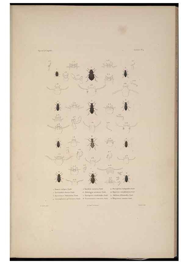Reproducción/Reproduction 48347032612: Voyage autour du monde :. Paris :Arthus Bertrand,1825-1830 [i.e. 1838]. 