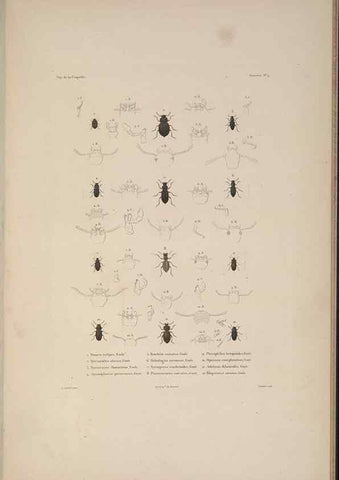 Reproducción/Reproduction 48347032612: Voyage autour du monde :. Paris :Arthus Bertrand,1825-1830 [i.e. 1838]. 