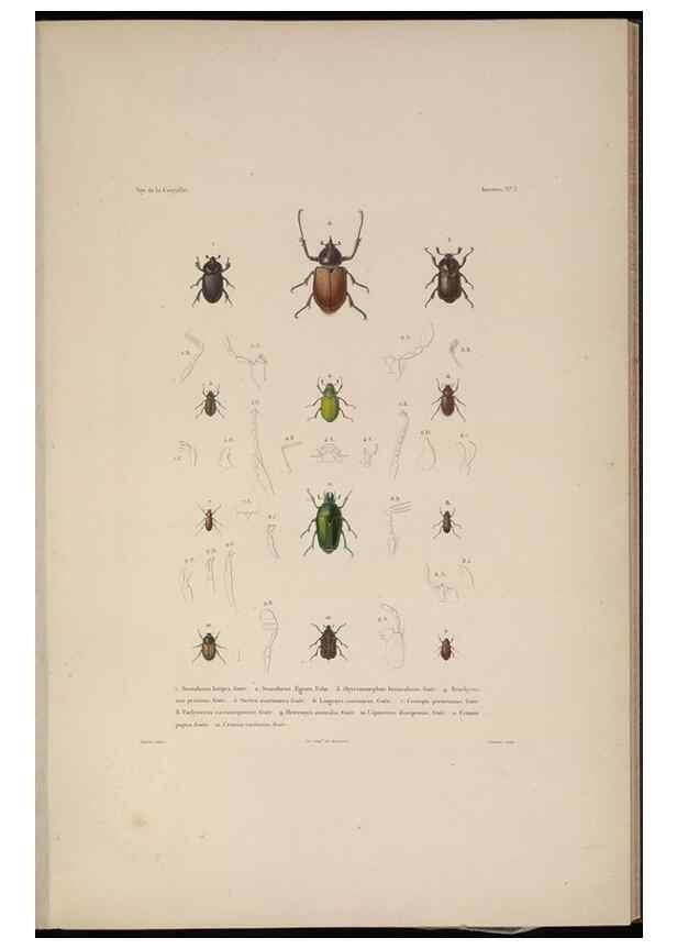 Reproducción/Reproduction 48346895626: Voyage autour du monde :. Paris :Arthus Bertrand,1825-1830 [i.e. 1838]. 