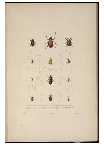 Reproducción/Reproduction 48346895626: Voyage autour du monde :. Paris :Arthus Bertrand,1825-1830 [i.e. 1838]. 