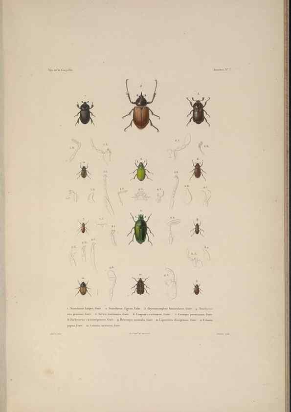 Reproducción/Reproduction 48346895626: Voyage autour du monde :. Paris :Arthus Bertrand,1825-1830 [i.e. 1838]. 