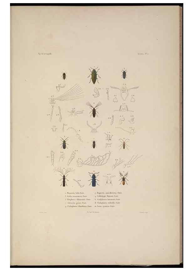 Reproducción/Reproduction 48346895196: Voyage autour du monde :. Paris :Arthus Bertrand,1825-1830 [i.e. 1838]. 