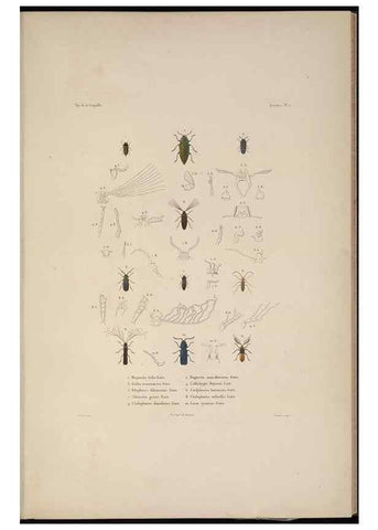 Reproducción/Reproduction 48346895196: Voyage autour du monde :. Paris :Arthus Bertrand,1825-1830 [i.e. 1838]. 