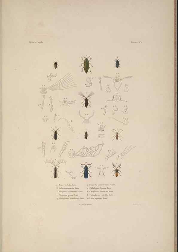 Reproducción/Reproduction 48346895196: Voyage autour du monde :. Paris :Arthus Bertrand,1825-1830 [i.e. 1838]. 