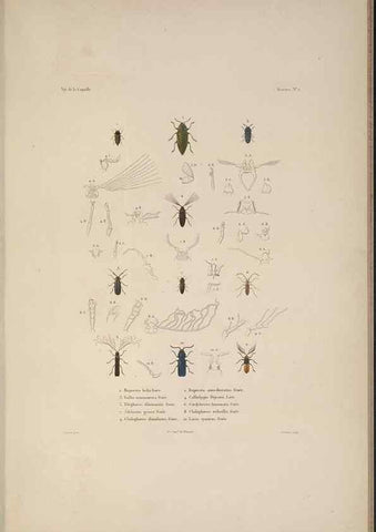 Reproducción/Reproduction 48346895196: Voyage autour du monde :. Paris :Arthus Bertrand,1825-1830 [i.e. 1838]. 