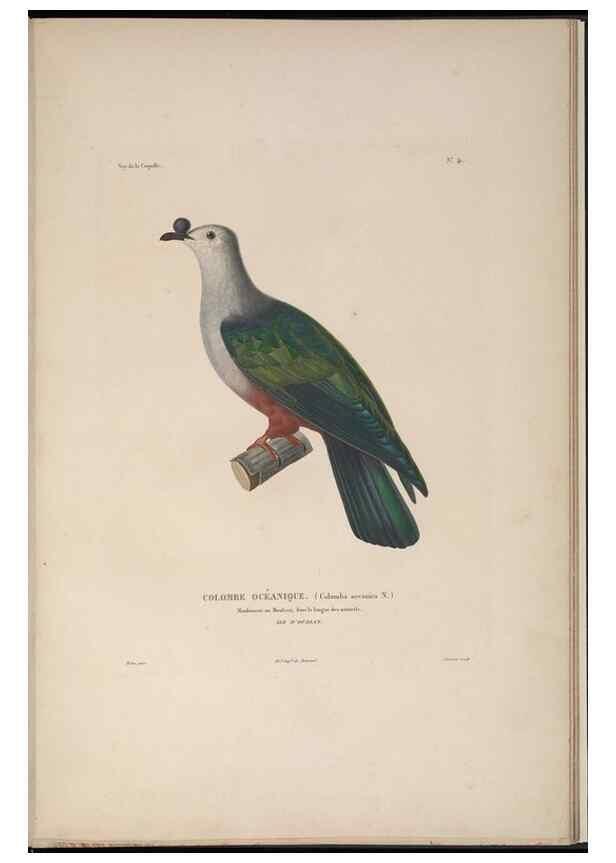 Reproducción/Reproduction 48346954977: Voyage autour du monde :. Paris :Arthus Bertrand,1825-1830 [i.e. 1838]. 
