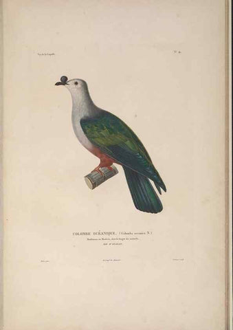 Reproducción/Reproduction 48346954977: Voyage autour du monde :. Paris :Arthus Bertrand,1825-1830 [i.e. 1838]. 