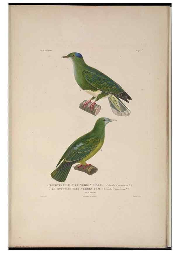 Reproducción/Reproduction 48346955297: Voyage autour du monde :. Paris :Arthus Bertrand,1825-1830 [i.e. 1838]. 