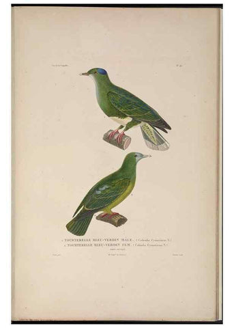 Reproducción/Reproduction 48346955297: Voyage autour du monde :. Paris :Arthus Bertrand,1825-1830 [i.e. 1838]. 