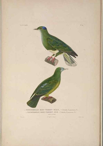 Reproducción/Reproduction 48346955297: Voyage autour du monde :. Paris :Arthus Bertrand,1825-1830 [i.e. 1838]. 