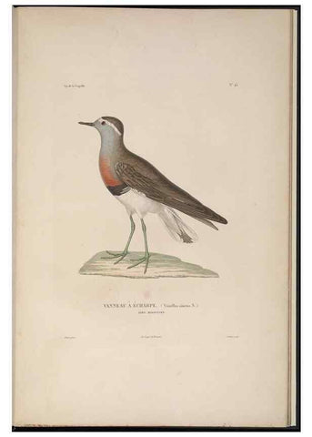 Reproducción/Reproduction 48346955707: Voyage autour du monde :. Paris :Arthus Bertrand,1825-1830 [i.e. 1838]. 