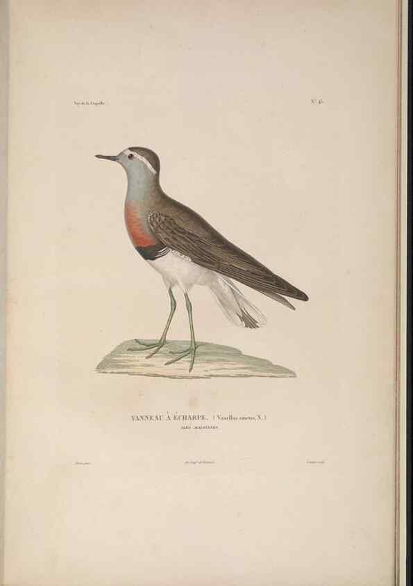 Reproducción/Reproduction 48346955707: Voyage autour du monde :. Paris :Arthus Bertrand,1825-1830 [i.e. 1838]. 