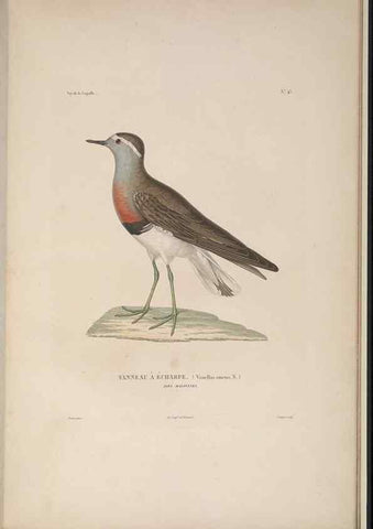 Reproducción/Reproduction 48346955707: Voyage autour du monde :. Paris :Arthus Bertrand,1825-1830 [i.e. 1838]. 