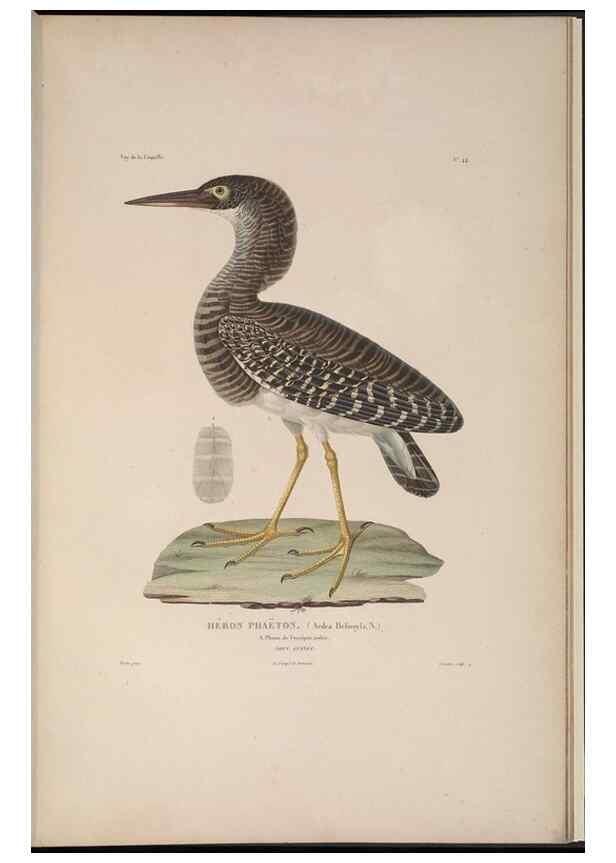 Reproducción/Reproduction 48346956047: Voyage autour du monde :. Paris :Arthus Bertrand,1825-1830 [i.e. 1838]. 