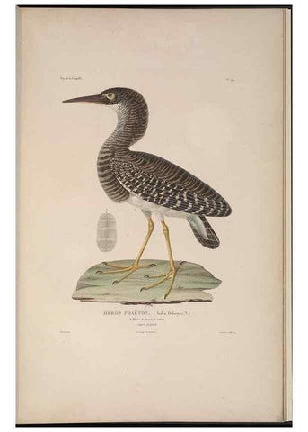 Reproducción/Reproduction 48346956047: Voyage autour du monde :. Paris :Arthus Bertrand,1825-1830 [i.e. 1838]. 