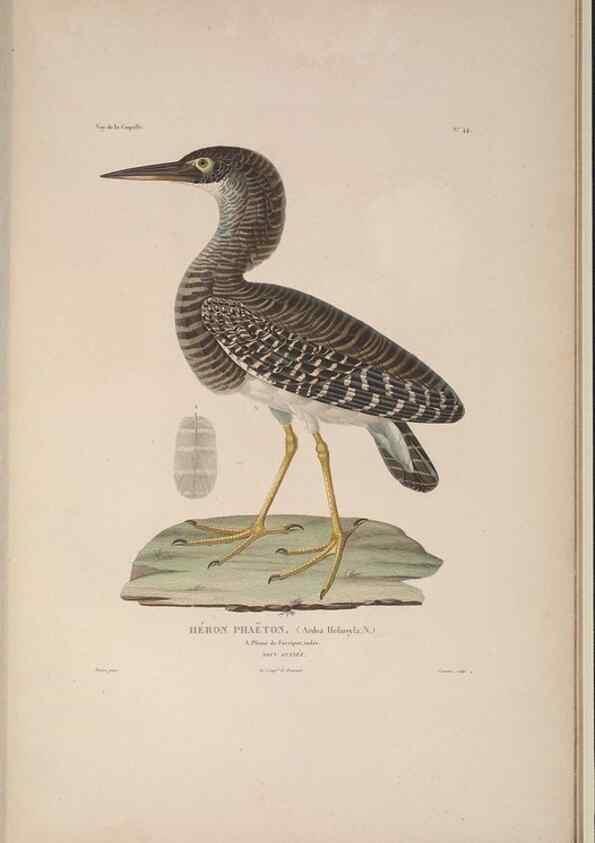 Reproducción/Reproduction 48346956047: Voyage autour du monde :. Paris :Arthus Bertrand,1825-1830 [i.e. 1838]. 