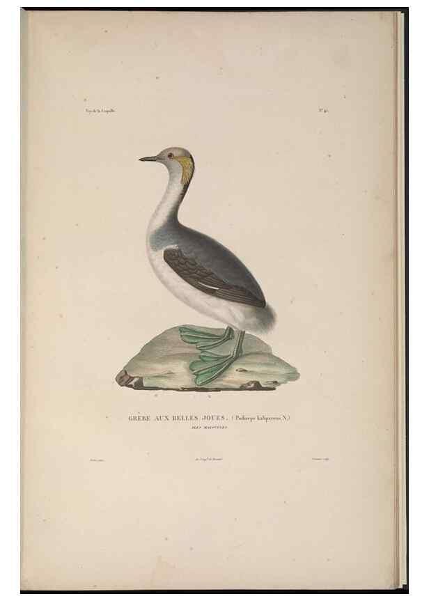 Reproducción/Reproduction 48346820291: Voyage autour du monde :. Paris :Arthus Bertrand,1825-1830 [i.e. 1838]. 