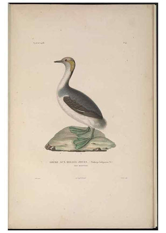 Reproducción/Reproduction 48346820291: Voyage autour du monde :. Paris :Arthus Bertrand,1825-1830 [i.e. 1838]. 