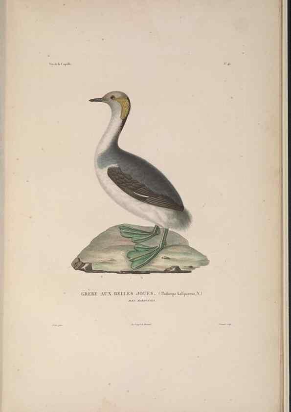 Reproducción/Reproduction 48346820291: Voyage autour du monde :. Paris :Arthus Bertrand,1825-1830 [i.e. 1838]. 