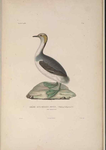 Reproducción/Reproduction 48346820291: Voyage autour du monde :. Paris :Arthus Bertrand,1825-1830 [i.e. 1838]. 