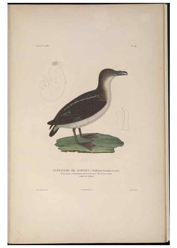 Reproducción/Reproduction 48346820791: Voyage autour du monde :. Paris :Arthus Bertrand,1825-1830 [i.e. 1838]. 