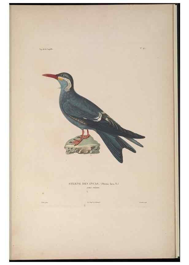 Reproducción/Reproduction 48346957287: Voyage autour du monde :. Paris :Arthus Bertrand,1825-1830 [i.e. 1838]. 