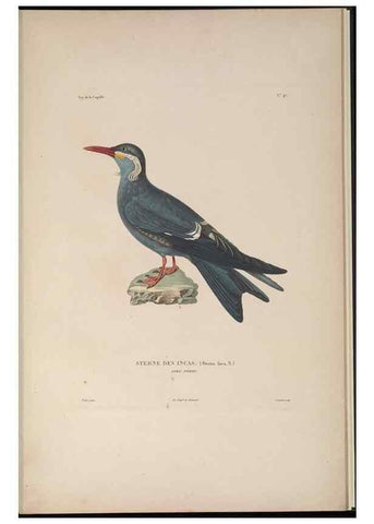 Reproducción/Reproduction 48346957287: Voyage autour du monde :. Paris :Arthus Bertrand,1825-1830 [i.e. 1838]. 
