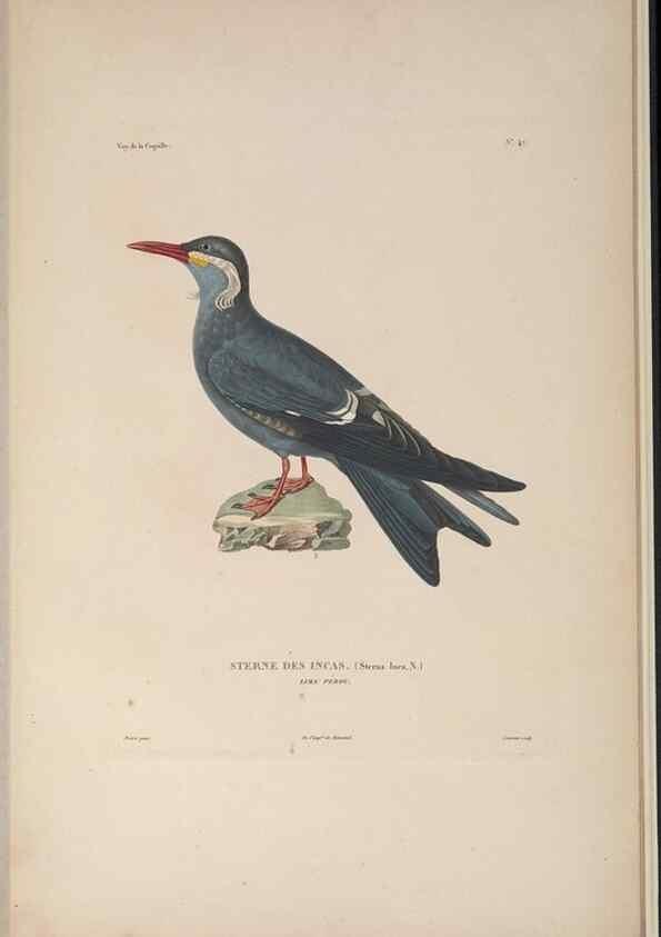 Reproducción/Reproduction 48346957287: Voyage autour du monde :. Paris :Arthus Bertrand,1825-1830 [i.e. 1838]. 