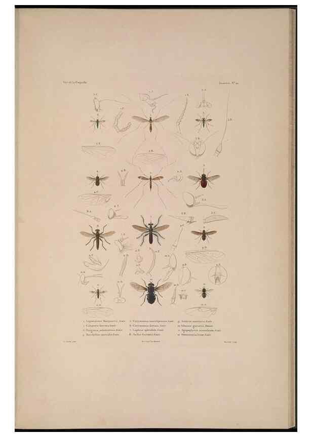 Reproducción/Reproduction 48346903566: Voyage autour du monde :. Paris :Arthus Bertrand,1825-1830 [i.e. 1838]. 