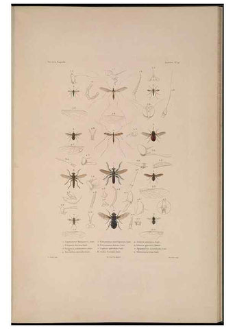Reproducción/Reproduction 48346903566: Voyage autour du monde :. Paris :Arthus Bertrand,1825-1830 [i.e. 1838]. 