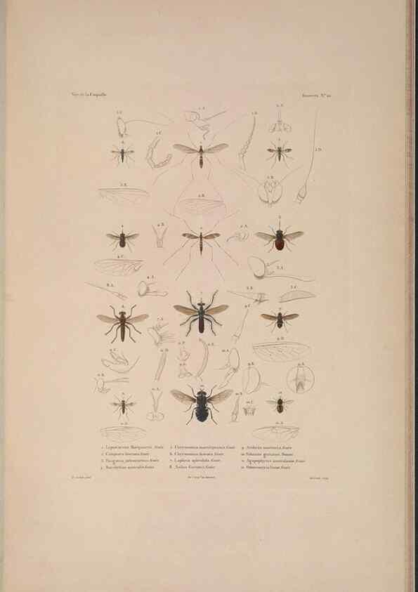 Reproducción/Reproduction 48346903566: Voyage autour du monde :. Paris :Arthus Bertrand,1825-1830 [i.e. 1838]. 