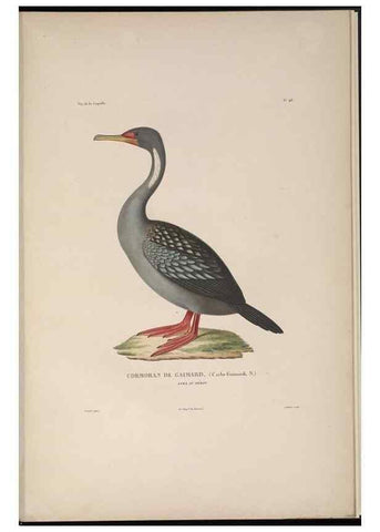 Reproducción/Reproduction 48346957672: Voyage autour du monde :. Paris :Arthus Bertrand,1825-1830 [i.e. 1838]. 