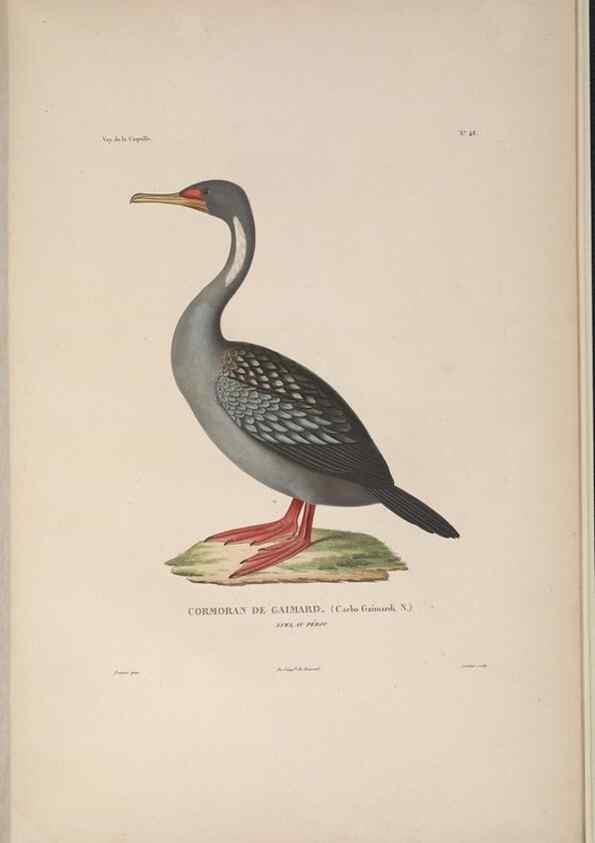 Reproducción/Reproduction 48346957672: Voyage autour du monde :. Paris :Arthus Bertrand,1825-1830 [i.e. 1838]. 