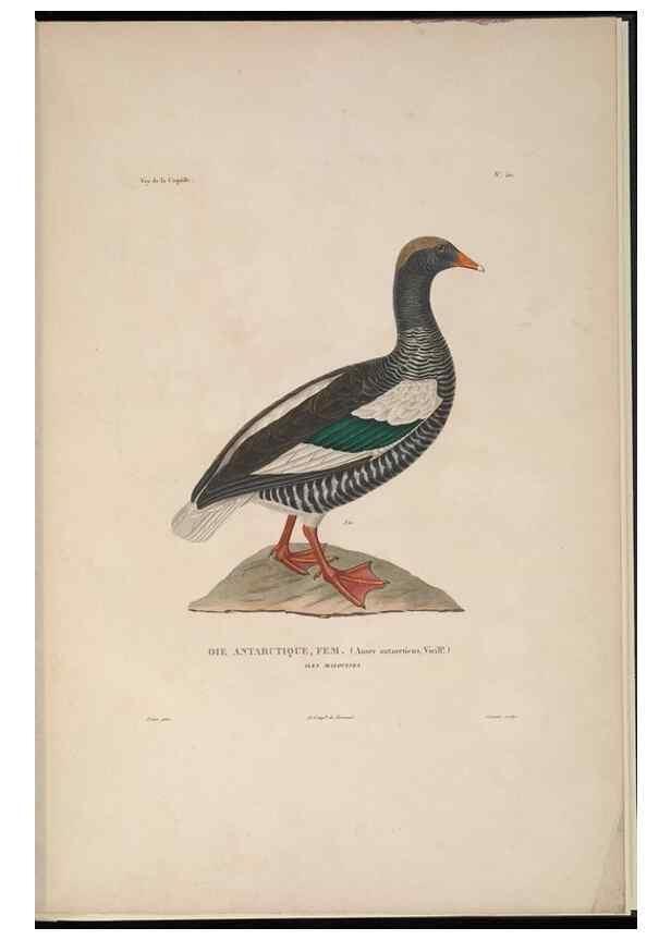 Reproducción/Reproduction 48346958562: Voyage autour du monde :. Paris :Arthus Bertrand,1825-1830 [i.e. 1838]. 