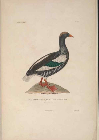 Reproducción/Reproduction 48346958562: Voyage autour du monde :. Paris :Arthus Bertrand,1825-1830 [i.e. 1838]. 