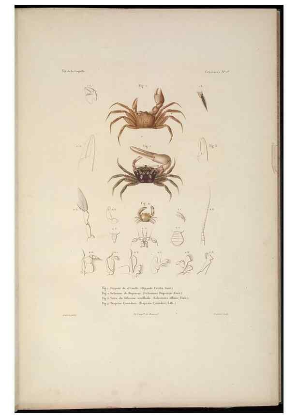 Reproducción/Reproduction 48346892816: Voyage autour du monde :. Paris :Arthus Bertrand,1825-1830 [i.e. 1838]. 