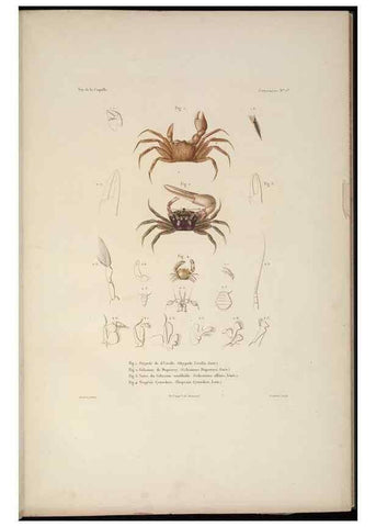 Reproducción/Reproduction 48346892816: Voyage autour du monde :. Paris :Arthus Bertrand,1825-1830 [i.e. 1838]. 