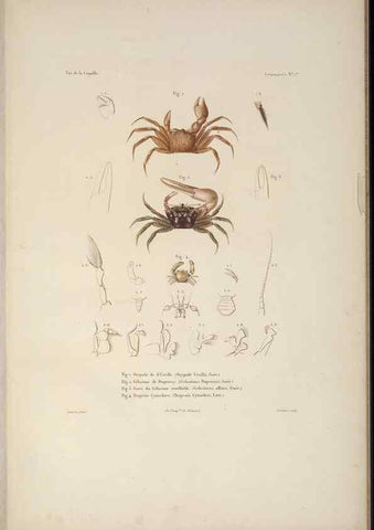 Reproducción/Reproduction 48346892816: Voyage autour du monde :. Paris :Arthus Bertrand,1825-1830 [i.e. 1838]. 