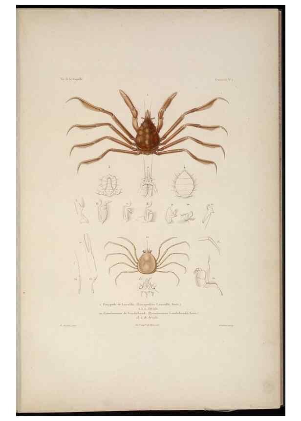 Reproducción/Reproduction 48346893231: Voyage autour du monde :. Paris :Arthus Bertrand,1825-1830 [i.e. 1838]. 