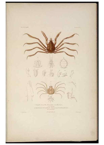 Reproducción/Reproduction 48346893231: Voyage autour du monde :. Paris :Arthus Bertrand,1825-1830 [i.e. 1838]. 