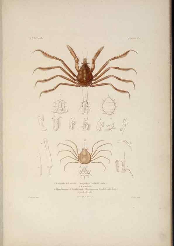 Reproducción/Reproduction 48346893231: Voyage autour du monde :. Paris :Arthus Bertrand,1825-1830 [i.e. 1838]. 