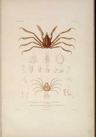 Reproducción/Reproduction 48346893231: Voyage autour du monde :. Paris :Arthus Bertrand,1825-1830 [i.e. 1838]. 