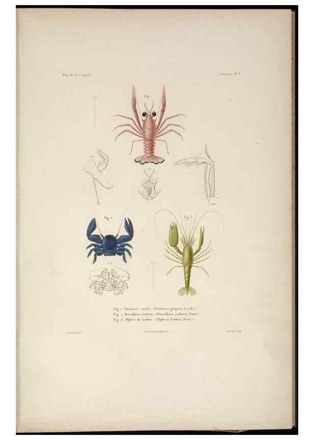 Reproducción/Reproduction 48346893646: Voyage autour du monde :. Paris :Arthus Bertrand,1825-1830 [i.e. 1838]. 