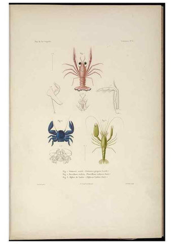 Reproducción/Reproduction 48346893646: Voyage autour du monde :. Paris :Arthus Bertrand,1825-1830 [i.e. 1838]. 