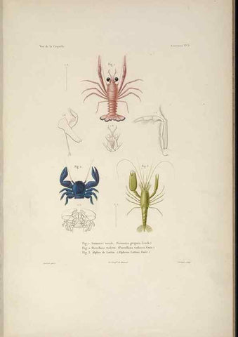 Reproducción/Reproduction 48346893646: Voyage autour du monde :. Paris :Arthus Bertrand,1825-1830 [i.e. 1838]. 
