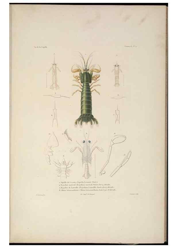 Reproducción/Reproduction 48347030537: Voyage autour du monde :. Paris :Arthus Bertrand,1825-1830 [i.e. 1838]. 