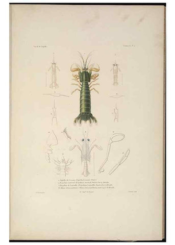 Reproducción/Reproduction 48347030537: Voyage autour du monde :. Paris :Arthus Bertrand,1825-1830 [i.e. 1838]. 
