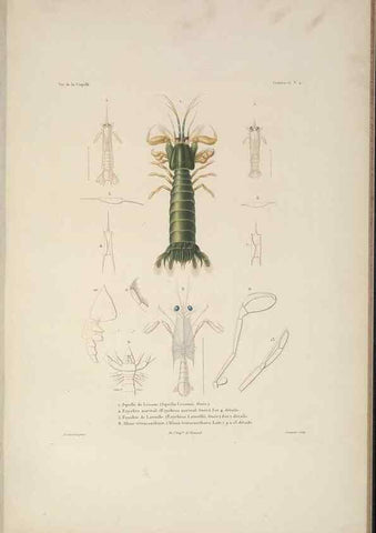 Reproducción/Reproduction 48347030537: Voyage autour du monde :. Paris :Arthus Bertrand,1825-1830 [i.e. 1838]. 
