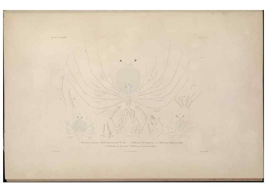 Reproducción/Reproduction 48346894391: Voyage autour du monde :. Paris :Arthus Bertrand,1825-1830 [i.e. 1838]. 