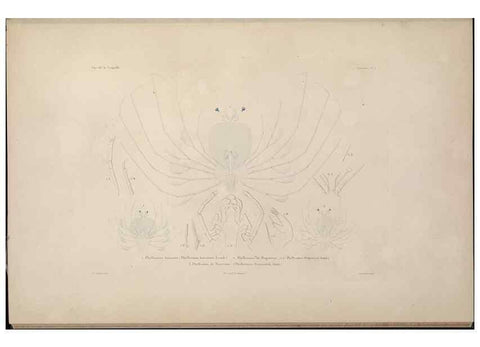 Reproducción/Reproduction 48346894391: Voyage autour du monde :. Paris :Arthus Bertrand,1825-1830 [i.e. 1838]. 